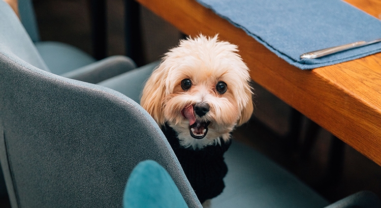 Pet-friendly ресторан: как усиливать бизнес через любовь к братьям нашим меньшим