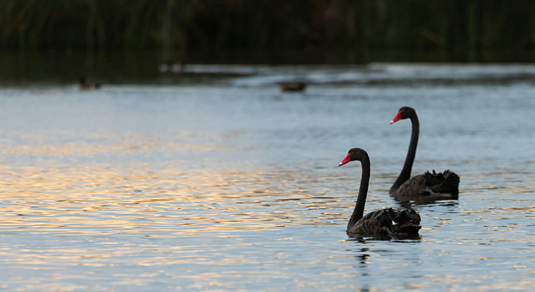 Сценарное планирование для «черных лебедей»: как бизнесу подготовиться к непредсказуемому